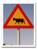 Schild_Kuh