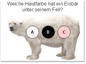 Folie mit Eisbär